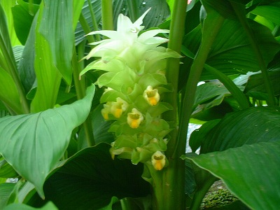 2007年　9月10日　ウコンの花 006.jpg