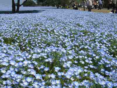 2009.04.29  国営ひたち海浜公園 009.jpg