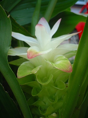 2007年　9月10日　ウコンの花 007.jpg