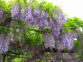 平成22年5月22日 浅川温泉の藤棚 012.jpg