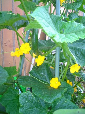 2007年　６月２６日　　なすときゅうり 002.jpg