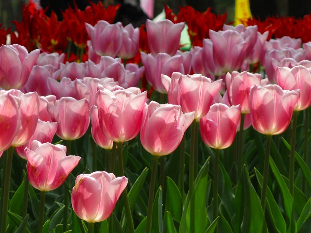 平成22年5月4日 海浜公園 035.jpg