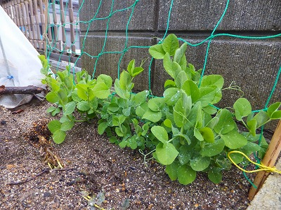 2012.01.22  ネギの保存 002.jpg