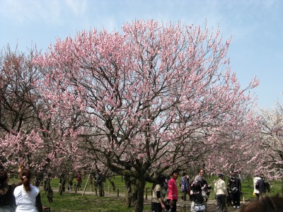 水戸偕楽園 006.jpg