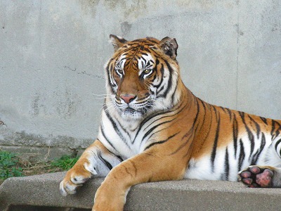 平成21年　１１月　２３日　かみね動物園 012.jpg