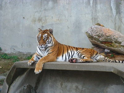 平成21年　１１月　２３日　かみね動物園 011.jpg