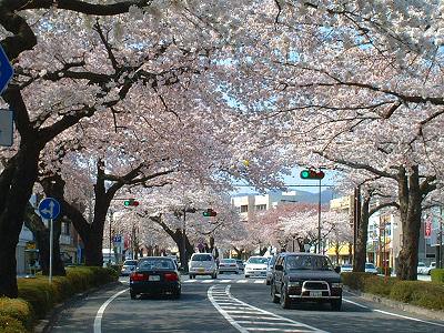 2005.04.13　平和通りの桜 030.jpg