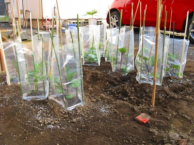 平成22年5月 鵜の岬とハスの花 002.jpg