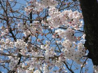 2009.04.05 ひたちさくらまつり ロードレース 023.jpg