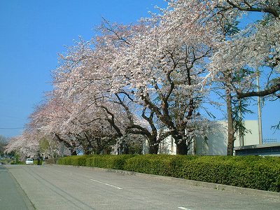 2005.04.13　川原子中学校　会瀬グランド　平和通り　神峰公園の桜 010.jpg