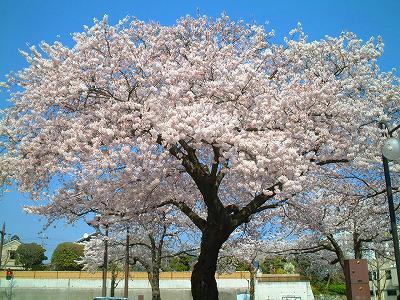2005.04.13　川原子中学校　会瀬グランド　平和通り　神峰公園の桜 019.jpg