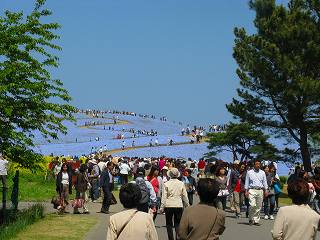 2009.04.29  国営ひたち海浜公園 004.jpg