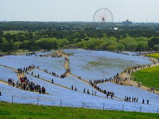 2009.04.29  国営ひたち海浜公園 013.jpg