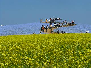 2009.04.29  国営ひたち海浜公園 016.jpg