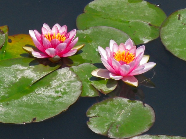 平成22年5月 鵜の岬とハスの花 011.jpg