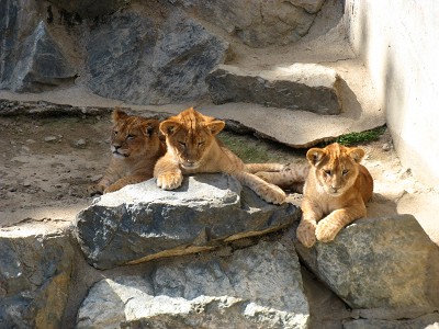 大きくなったライオン君