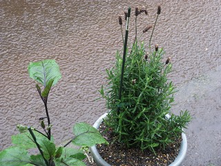 平成22年6月23日　雨だぁ～ 003.jpg