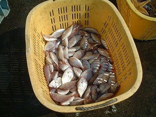 2007年　8月26日　会瀬漁港 011.jpg