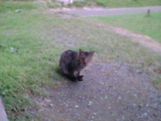 凄い、腹が減ってるみたい