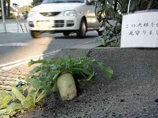 ど根性