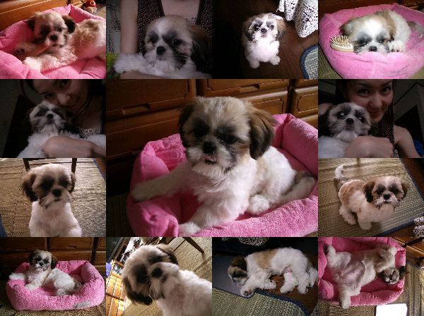 ラッキーちゃん８月２００５年