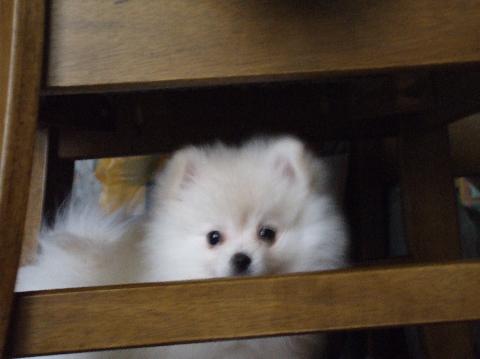 8.13椅子の下からのぞいてみたよ♪