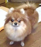 さびちかったでちゅ