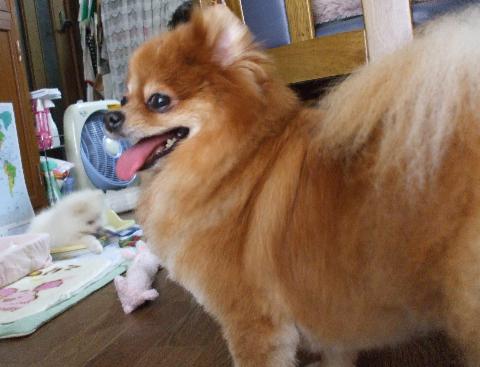 トリミングあんじぇ