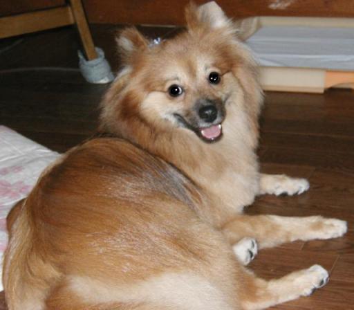 トリミングしてきれいでしょ。