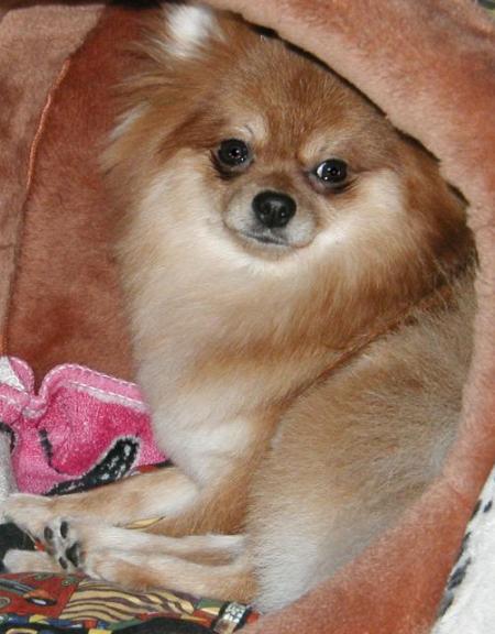 あたちアンジェよ～