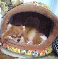 わたちは眠たいのよ