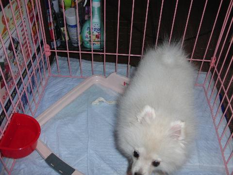 お風呂上りみるく1