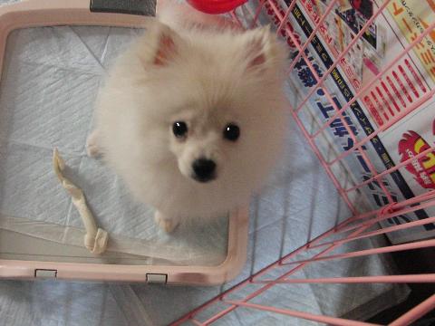 お風呂上りみるく2