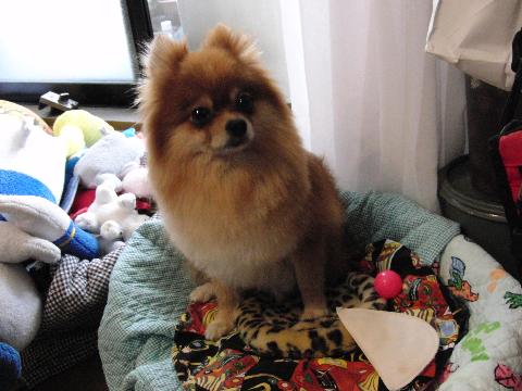 9.13お風呂上りあんじぇ