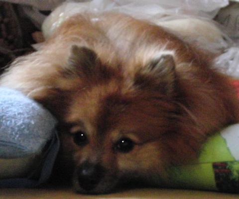 お風呂上りむーたん