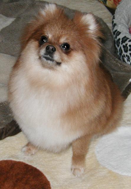 あたちもきれいになりまちた