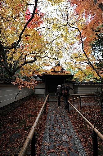 京都高桐院