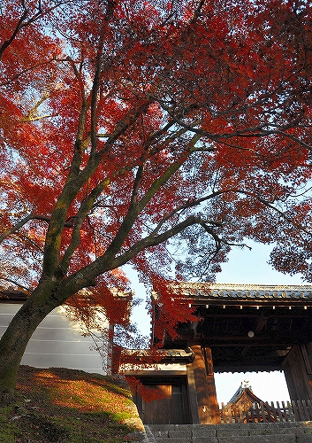 曼殊院　091125