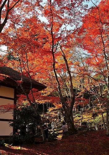 京都　紅葉の常寂光寺