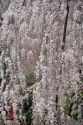 奈良　大野寺　小糸しだれ桜　2010.03.31