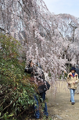 奈良　大野寺　2010.03.31