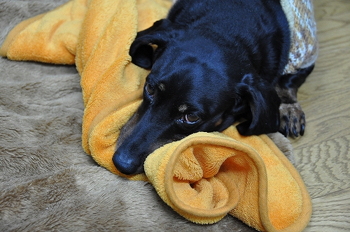 たいくつ犬