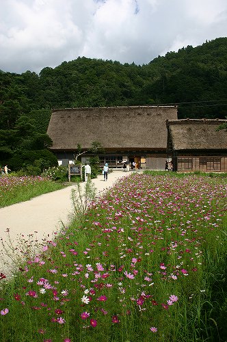 和田家前コスモス畑