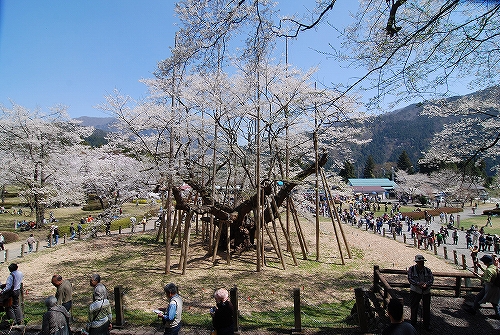 根尾の淡墨桜　2009.04.09