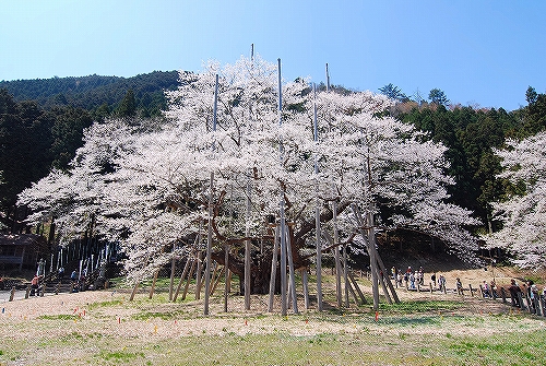 根尾の淡墨桜　2009.04.09