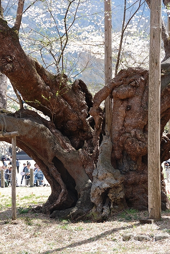 淡墨桜の幹