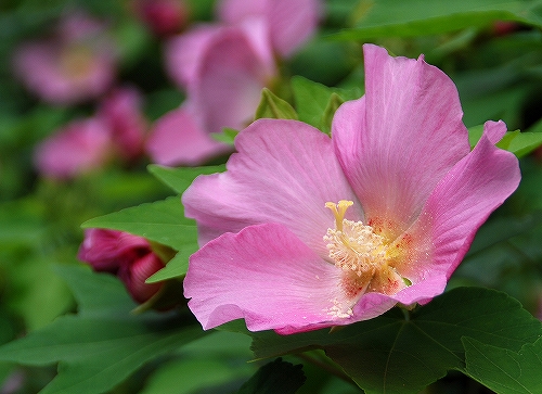 芙蓉の花　ピンク