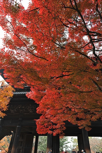 南禅寺三門の紅葉