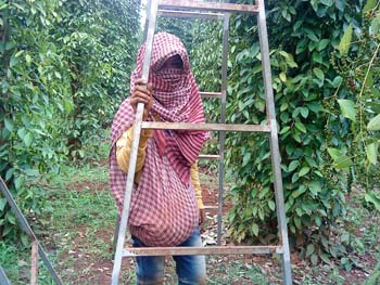 収穫作業中の女性