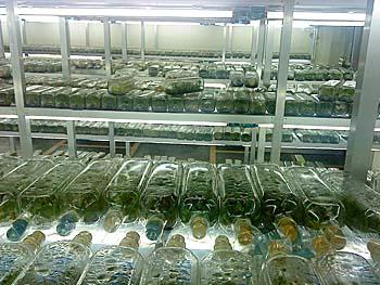 ランの種苗実験室
